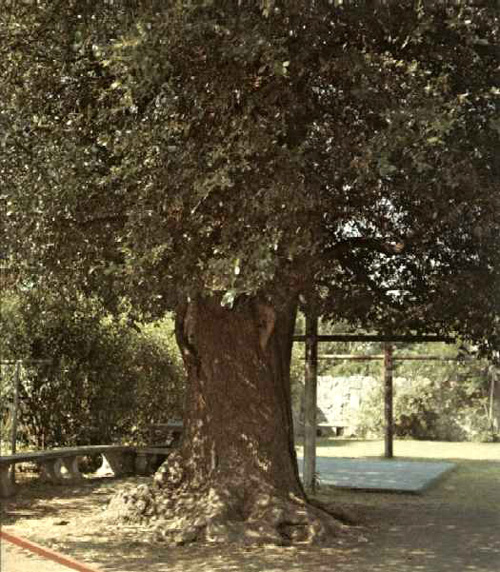 Ross Oak-1969